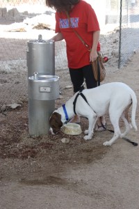 Doggie Water!