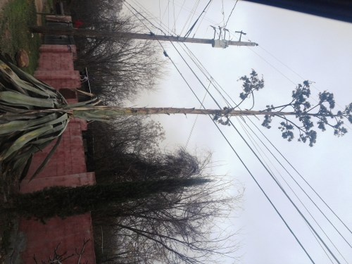 A Beautiful Century Plant!